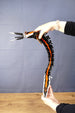 Full-length Needler Mango collectible held in a curved swimming pose, demonstrating the movement of its segmented body and oversized decorative tail.