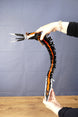Full-length Needler Mango collectible held in a curved swimming pose, demonstrating the movement of its segmented body and oversized decorative tail.